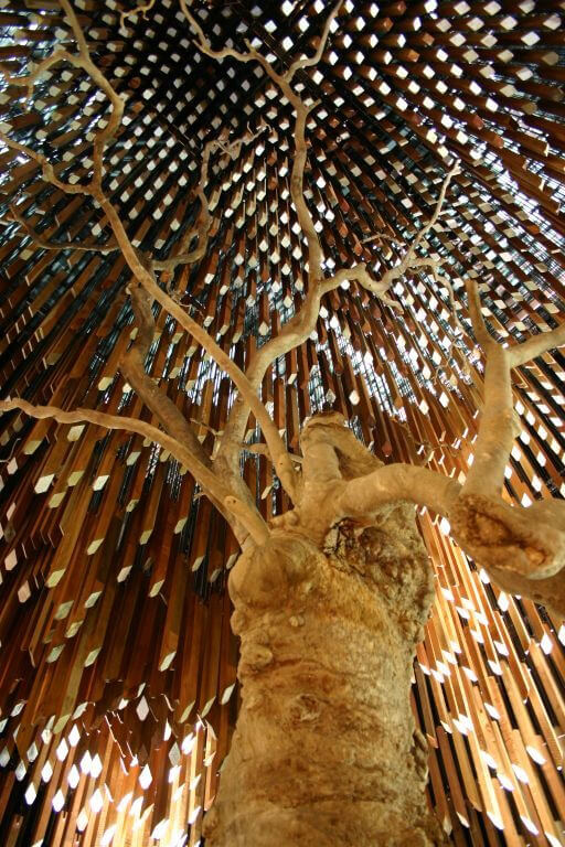 Tree of Knowledge, Barcaldine