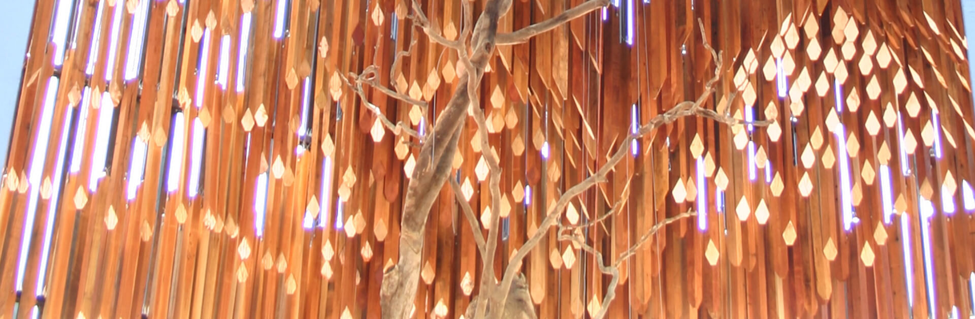 Tree of knowledge, Barcaldine